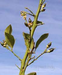 The goal is to exceed our customers' expectations. Dropping Green Fruit Citrus Trees Azplantlady Com