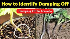 Image result for tomato seedling damping off