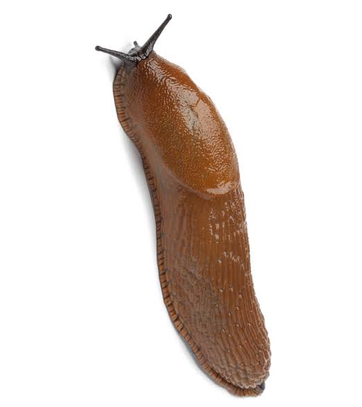 Get Rid of Slugs - PEST UK