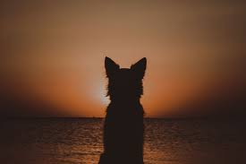Justanswer.com has been visited by 100k+ users in the past month Pet Loss Emergency Vet In Spokane Pet Emergency Spokane
