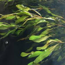 Image result for Potamogeton octandrus