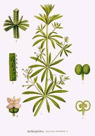 Image result for Galium ossirwaense