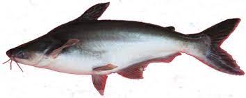 Ikan patin merupakan ikan yang memang sudah terbukti memiliki banyak manfaat untuk tubuh ternyata daging ikan patin yang lembut serta rendah lemak ini bisa untuk mencegah penyakit jantung. Sekilas Tentang Ikan Patin Poultryshop Indonesia