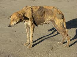 In The Story Atticus Has To Kill A Dog With Rabies The Dog Could Ve Harmed People In The Neighborhood But He Kills It Before It Can Dogs Dog Abuse Street Dogs