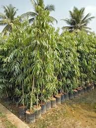 Check spelling or type a new query. Green Ashoka Tree Plant For Garden Rs 250 Piece Balaji Nursery Id 17979912691