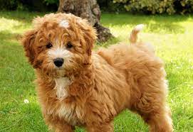 William was the first australian labradoodle we imported and the first ever australian labradoodle in scotland and one of the first in the uk. Courtlands Autralian Labradoodles Labradoodles South Wales