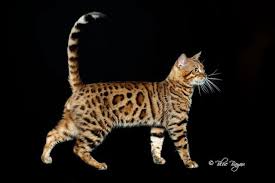 I am an exotic kitten breeder and offer kittens for sale in virginia specializing in: Breeder Directory Bengal Breed