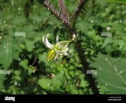 Image result for Solanum aculeatissimum