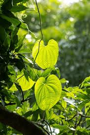 Image result for Dioscoreaceae