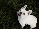 Rare French Bulldog Colors – Frenchie World Shop