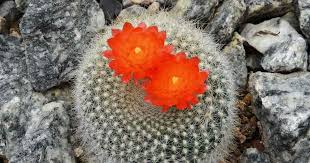 Cactus thelocactus macdowellii with flower isolated on black. Parodia Cactus Care Tips On Growing Ball Cactus