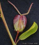 Image result for Hymenocardia