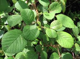 Image result for Rubus ellipticus