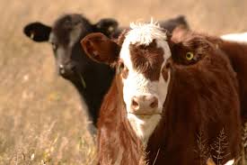 Custom brands and number sets available. Tips For Branding And Safe Processing Of Cattle Alberta Farmer Express