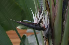 Image result for Strelitzia nicolai