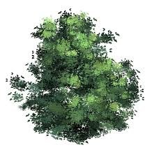 Anime Type Tree Leaves Brush Xd Tree Plan Photoshop Tree Photoshop Tree Leaves