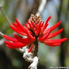 Image result for Erythrina × coddii