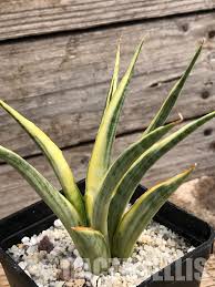 Image result for Laggera gracilis