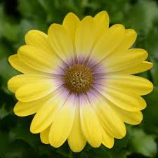 Image result for Osteospermum muricatum