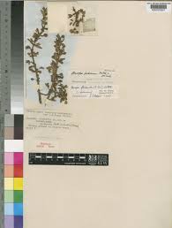 Image result for Bacopa floribunda