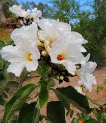 Image result for Cordia pilosissima