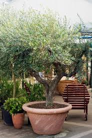 Olive Treea Jpg 2592 3872 Olive Trees Garden Potted Olive Tree Tree Garden Design