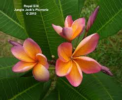 Pin By Karina Palsen On Beautiful Pics Plumeria Plumeria Tree Plumeria Flowers