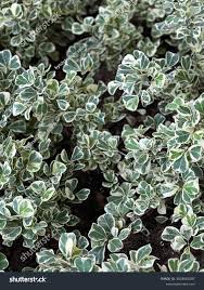 Image result for Terminalia neotaliala