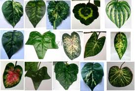 Pin By Wendy Shappard On Ivy Types Of Ivy Ivy Plants Purple Plants