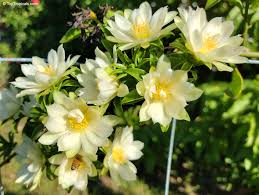 Image result for Pereskia aculeata