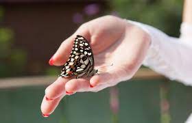 A positive omen that wants you to follow according to the old testament story, christ died on the cross, was buried in a tomb for three days, and came to life again to offer hope of life after death. Significance Of Butterflies In Association With Death Lovetoknow