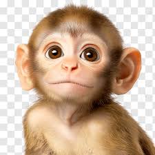 Green Ivy Vine Leaves Climbing Plant Natural Foliage Wall Decoration,  Green, Ivy, Vine PNG Transparent Image and Clipart for Free Download