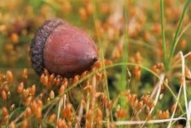Your oak sprout stock images are ready. How To Grow An Oak Tree From An Acorn Indoors Oak Tree Dried Acorns Oak Acorn