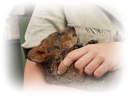 Search animal care to find your next animal care job near me. Top 6 Animal Care Jobs A Career Working With Animals