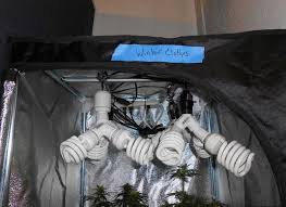 Maybe you would like to learn more about one of these? How To Grow Weed With Cfls Grow Weed Easy