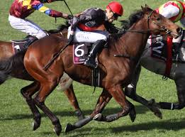 Jetzt eine riesige auswahl an gebrauchtmaschinen von zertifizierten händlern entdecken The Horseracing Industry Drugs Deception And Death Peta