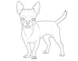 Malvorlagen Gratis Chihuahua Coloring And Malvorlagan