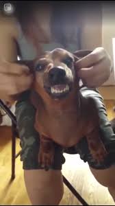 10 reasons dachshunds are the funniest dogs if you are a dachshund owner you must be familiar with funny moments o in 2021 funny dogs funny dachshund funny dog videos