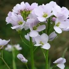Image result for Cardamine pratensis