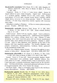 Image result for Fimbristylis aphylla