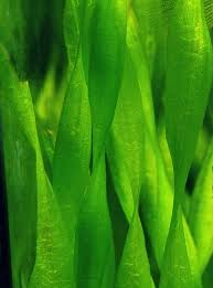 Image result for Vallisneria