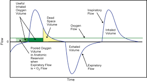 Effect Of The Anatomic Reservoir On Low Flow Oxygen Delivery