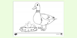 March 15, 2021august 13, 2020 by coloring. Free Duck Colouring Colouring Sheets Teacher Made