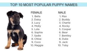 Looking for just the perfect name for your bundle of joy? Bella Bentley Molly And Max Again Top Puppy Names Of 2012