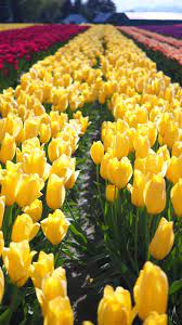 Plan Your Tulip Festival Trip Visitors Travel Guide Tulips Garden Skagit Valley Tulip Festival Tulip Festival
