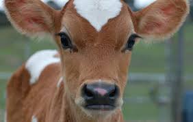 images?q=tbn:ANd9GcQosNmD8r3OukwpCjO7k3Cm00hfUR9LrsWsOTzB3i1CH-FWKIEj