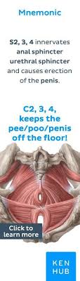 Muscles Of The Pelvic Floor In 2020 Pelvic Floor Physical Therapy School Muscle Anatomy