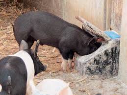 Muduoban stainless steel pig waterer water trough 1/2 water nippers bowl sow hog swine drinkers extra large. Mini Pig Water Bowl Ideas Mini Pig Info