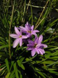Image result for Tulbaghia fragrans