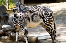 Image result for zebraffe
